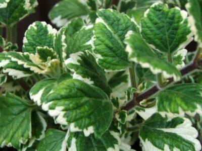 How to grow the frankincense plant (Plectranthus coleoides)