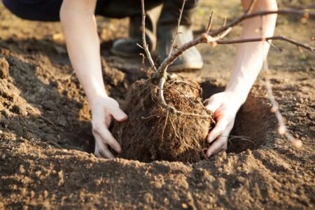 When to plant trees for the orchard