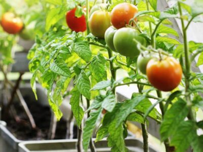 Potted tomatoes.  Here’s how to grow them well