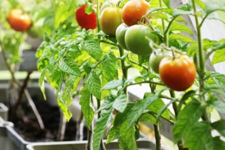 Potted tomatoes.  Here’s how to grow them well