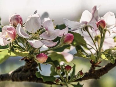 The Pomacee.  The characteristics of the buds and branches