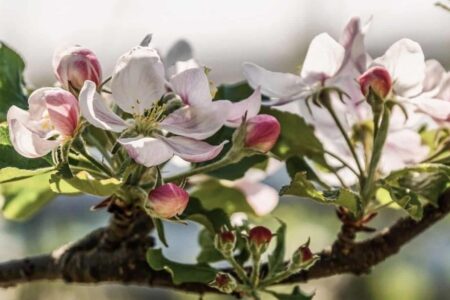 The Pomacee.  The characteristics of the buds and branches
