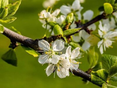Pruning the plum tree.  How and when to do it