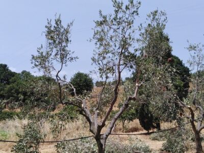 The pruning of the olive tree in a polyconic vase.  Peculiarities and advantages