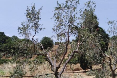The pruning of the olive tree in a polyconic vase.  Peculiarities and advantages