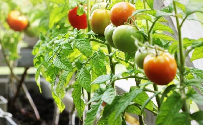 Tomato plants