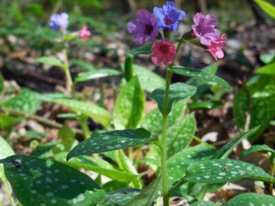 Pulmonaria.  Characteristics, cultivation and beneficial properties