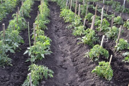 How to tuck tomatoes