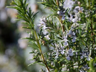 Rosemary (Rosmarinus officinalis).  Uses and beneficial properties
