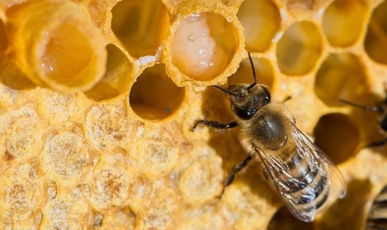 Royal jelly