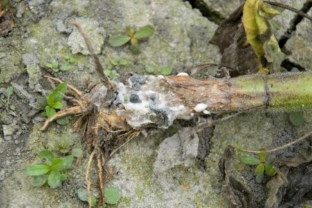 Sclerotinia.  Damage to crops, prevention and biological defense