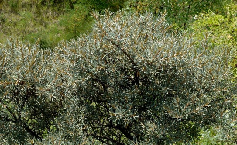 Hippophae rhamnoides