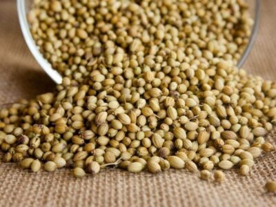 How to sow coriander