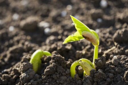 How to sow green beans in the home garden
