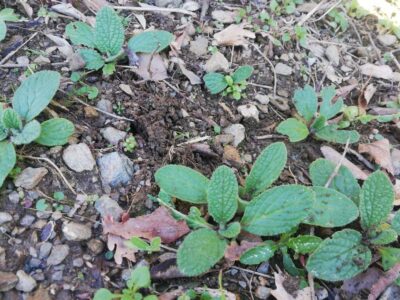 How borage is sown in the vegetable garden and in the garden