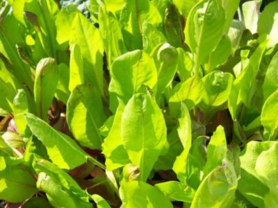 How to sow cut lettuce in the garden and in pots