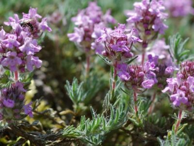 Serpillo (thymus serpyllum).  Cultivation and properties of wild thyme