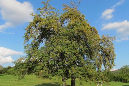 The rowan, how to grow this ancient tree