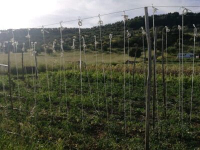 How to make support for tomatoes with wire