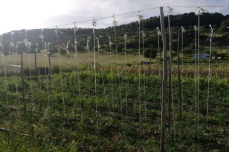 How to make support for tomatoes with wire