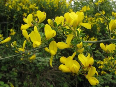 The sparzio.  Characteristics and cultivation of the spiny broom