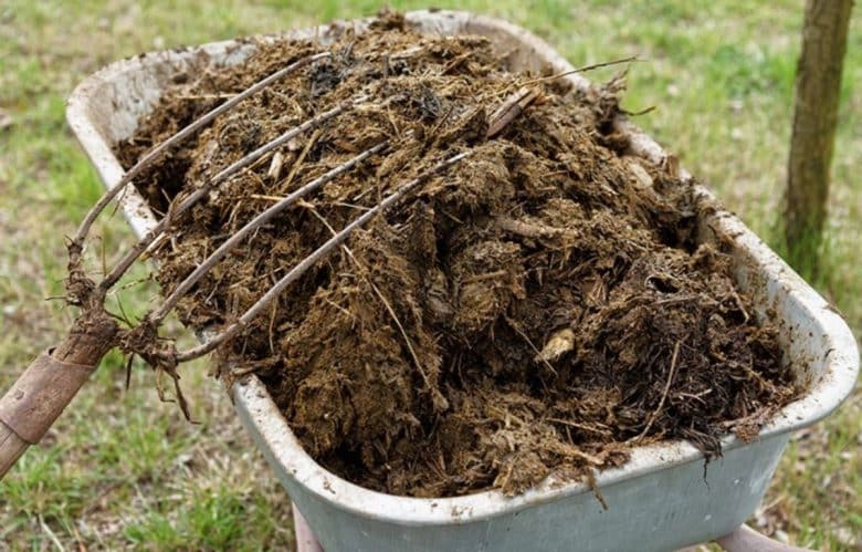 Manure