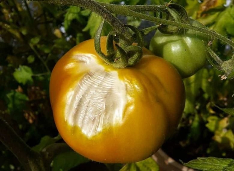 Tomato blanching