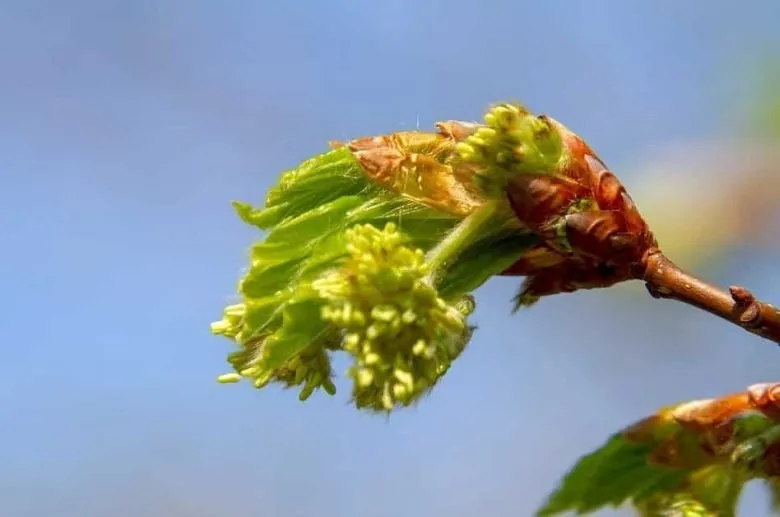 Bud on a tree branch