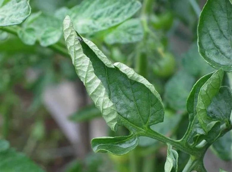 Crumpled and dried tomato leaves