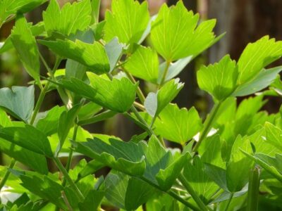 The lovage: plant properties and cultivation