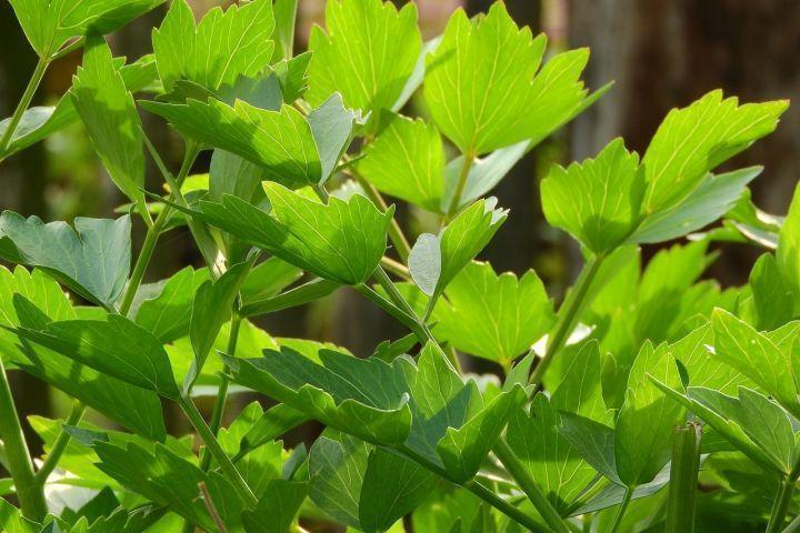 Lovage