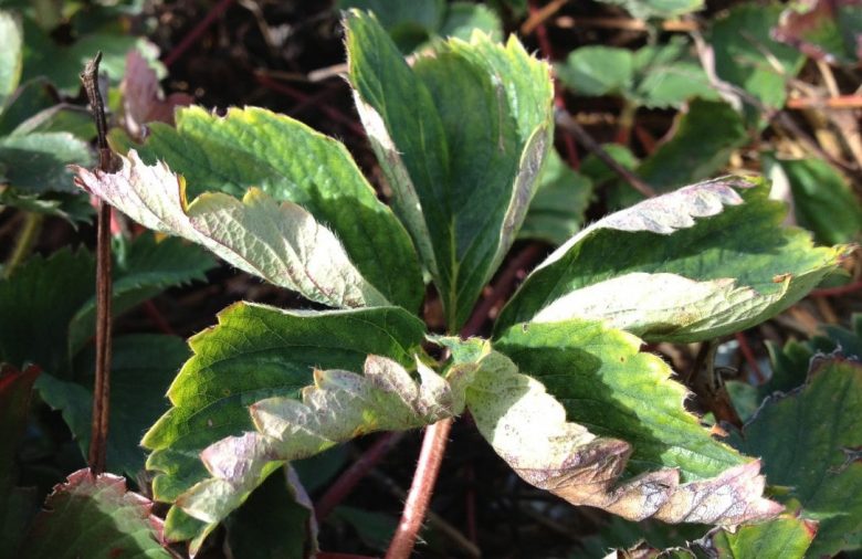 Strawberry powdery mildew