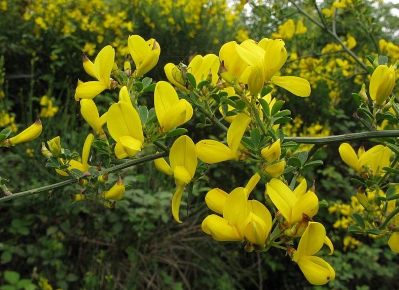 Sparzio gorse