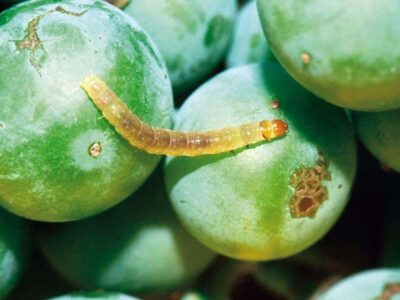 Vine moth (Lobesia botrana).  Damage and biological defense