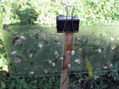 The pheromone traps for catching the Asian bedbug.  Advantages and limitations