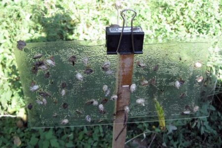 The pheromone traps for catching the Asian bedbug.  Advantages and limitations