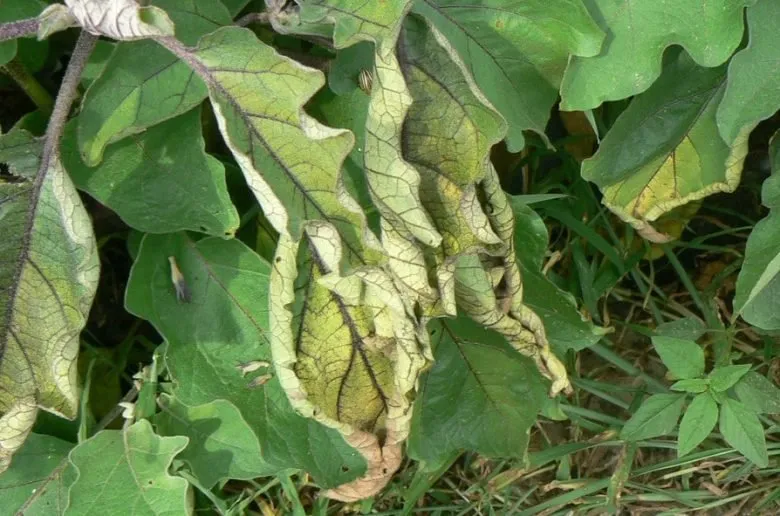 wilt-on-aubergine