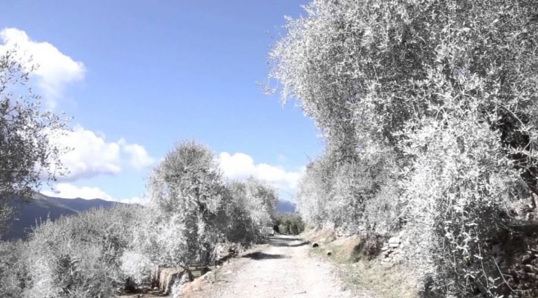 Rock dust on olive trees