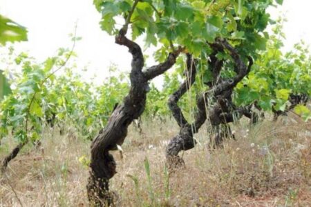 The cultivation of the sapling vine