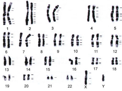 What does haploid and diploid mean?  What is the Difference Between Haploid and Diploid Organisms?