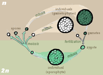 Aplodiplonte cycle