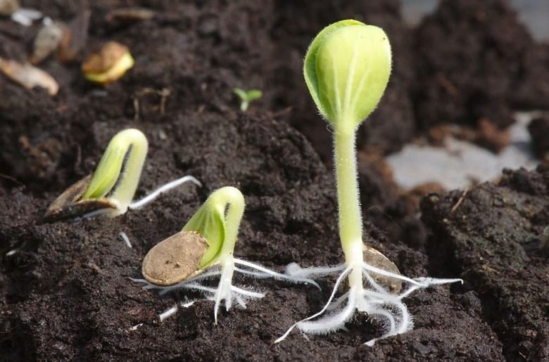 Sprout in May