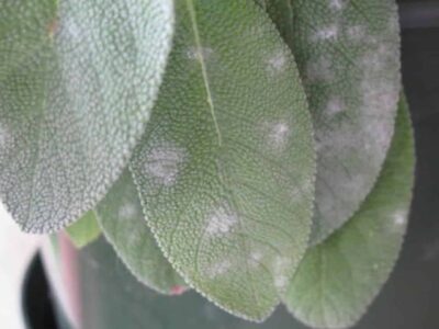 The white sickness on sage.  How to fix it and prevent it