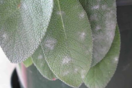 The white sickness on sage.  How to fix it and prevent it