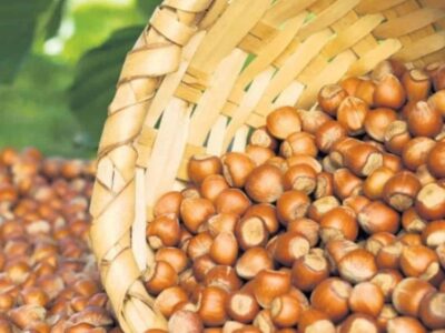Harvesting hazelnuts, how and when to do it