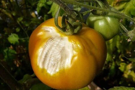 The blanching of the tomato.  What are the causes and how to avoid it