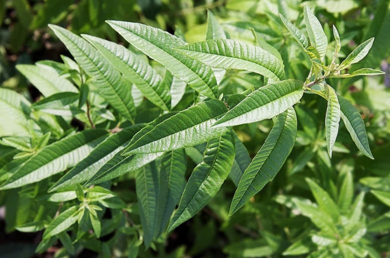 Lemon verbena leaves