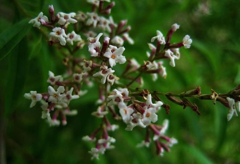 Lemon verbena flowers