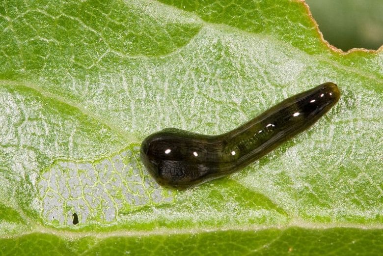 Caliroa limacina larvae