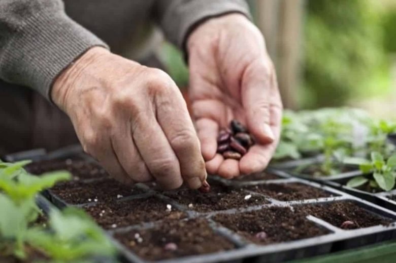 Sowing in March in seedbeds